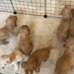 English Coker spaniel for sale