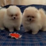 Pomeranian male and female from Ukraine