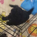 Toy POODLE puppies for sale