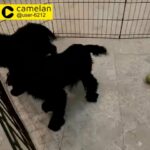 Coker ADULT spaniel FEMALES for sale