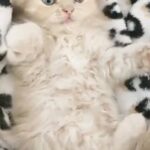 Persian Kitten 8 Weeks Old