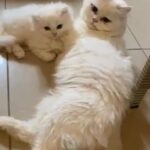 Pure Persian long hair kitten