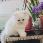 Long Hair Pure Persian Kitten