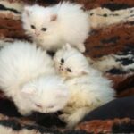 Pure Persian Kittens 7 weeks