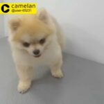 female Pomeranian 10k