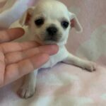 chihuahua female
