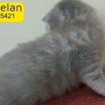 Scottish fold tabby kitten