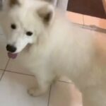 male samoyed for mating