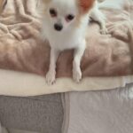 chihuahua boy