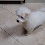 mini maltepom female 3 months old