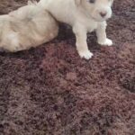 Shih tzu males one-month-old available First shot and passport  to be given ON MY COST when they complete 2 month old Whatsapp or call on0556707597 For more info  Only people who know z rate and value of breed shall contact plz