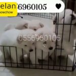 chowchow puppies