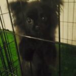 mini female Pomeranian 3 month old