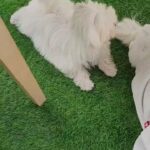 female Maltese imported 4 month old