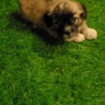 shipoo male 50 dayes