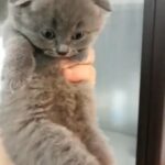 Scottish fold jumbo size