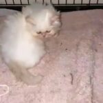 himalaya Persian kitty