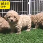 Toy poodle puppy for sale