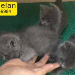 British Shorthair kitten for sale