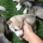 Husky puppy for sale