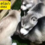 Husky puppy for sale