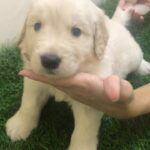 Golden retriever puppy for sale