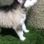 Siberian Husky puppy for sale