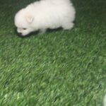 bichon puppy for sale