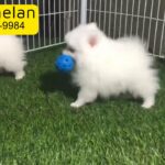 Mini pomeranian puppy for sale