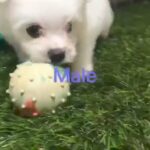 bichon puppy for sale