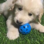 Pure golden retriever puppy for sale