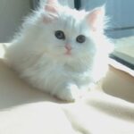 Hypoallergenic Siberian Kittens from USA