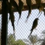 ببغاء الدرة الهندي / Indian ring parrot