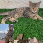 For sale British Tabby
