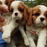 Cavalier king Charles