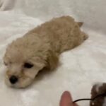 Toy mini Poodle