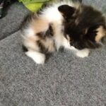 very fluffy kitten