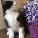 Pure persian kitten 10 weeks old boy black n white FOR SALE