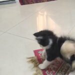 Pure persian kitten 10 weeks old boy black n white FOR SALE