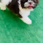 Shitzu male puppy available