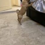 Chihuahua male