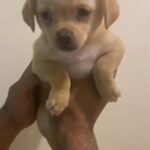 Chihuahuas male