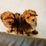 Maltipoo male puppy's