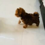 Yokipoo