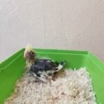 cockatiel chick