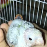 pineapple conure chick فروخ باينبل كنيور