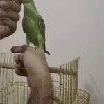 green parrot