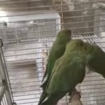 green parrot دره اخضر