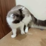 only today special discount  Hamalya mix American male cat ?