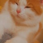 urgent cate for sale bcz of travelingقط للبيع بسبب السفر